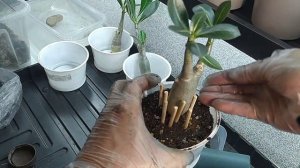 Адениум. Формировка корней в виде осьминога.