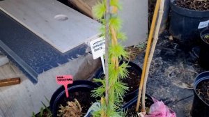 Распаковка Хвойная коллекция. Обзор хвойных.