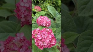 Древовидная гортензия Руби Аннабель!