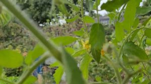 Томат МИНУСИНСКИЙ БУРЛАК