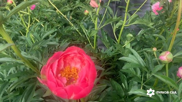 Популярные коралловые пионы: Pink Hawaiian Coral, Coral charm, Coral sunse смотреть онлайн