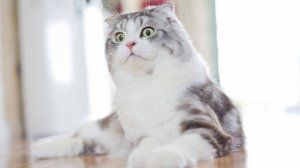 Шотландские вислоухие или Скоттиш фолды видео и факты о породе.