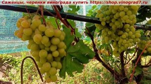 Парад сортов 2024 года и Мускат медовый, одна из самых вк