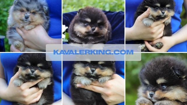 Малыши Померанского и малого Шпица. В продаже! 📲✅❤️ смотреть онлайн