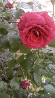 Provence Roses 3.05.2022 Прованс Юг Розы