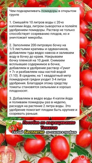 Подкормка помидор в открытом грунте смотреть онлайн