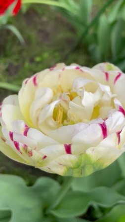 Тюльпан  #flowers #цветы #сад #nature #garden