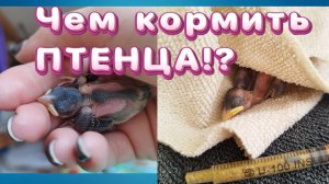 Как Выкормить Птенца? Чем кормить птенца, если он выпал из гнезда!? Спасение птенца