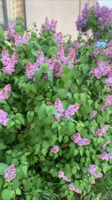 Одинокая ветка сирени смотреть онлайн