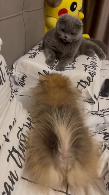 archi_boss собака шпиц pomeranian dog cat shorts