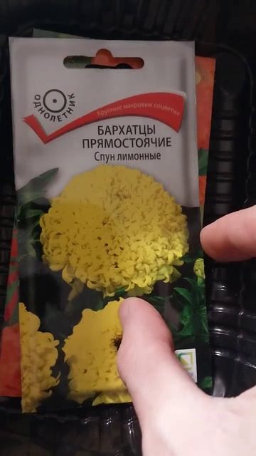 Сезон  2025 . Посевы . Рассада.