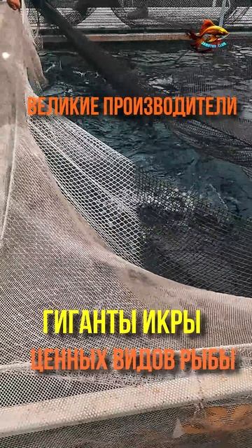 Особо ценный вид рыбы Взрослый Сибирский осётр Рыбалк смотреть онлайн