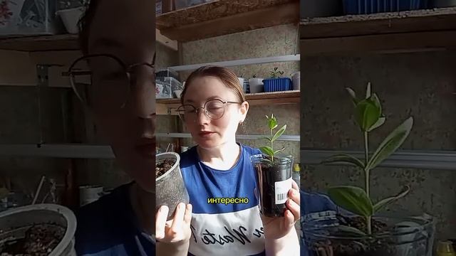 Впервые выращиваю эустому☘️Ч.2 #сад #цветочнаяферма #?