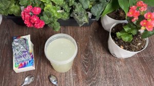ЛУЧШАЯ ТАБЛЕТКА для ВСЕХ КОМНАТНЫХ РАСТЕНИЙ и ЦВЕТОВ