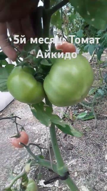 #землядел #помидоры #farming #выращивание #subscribe