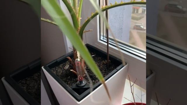 Моя пальма из семян)) Вашингтония смотреть онлайн