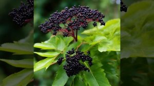 Бузина чёрная