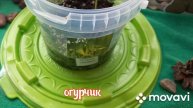 огород на окошке в старшей группе Лучики