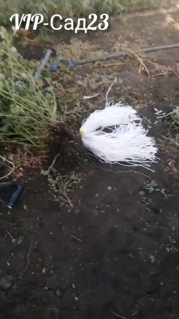 Питомник роз VIP-Сад23! Саженцы роз, почтой. смотреть онлайн