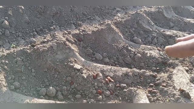 Осенний посев семян дикой черешни, антипки и алычи