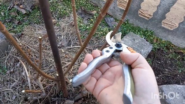 Обрезка гортензии Полярный медведь смотреть онлайн