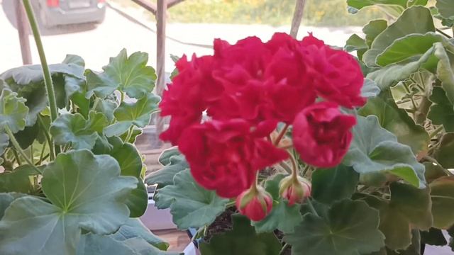 Сорт ЮВ Имбирный мармелад