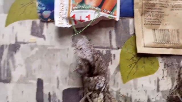 Как я подготавливаю семена моркови и высаживаю в грун? смотреть онлайн