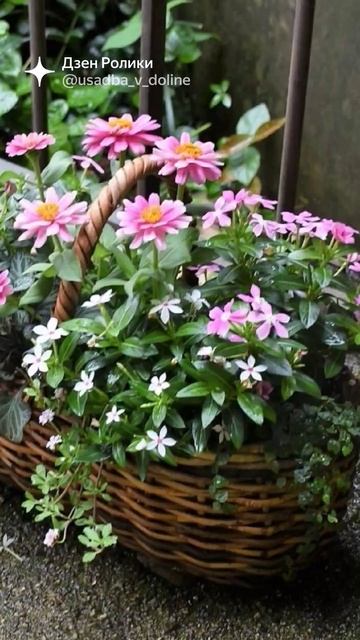 Сад в кадках и кашпо #plants
