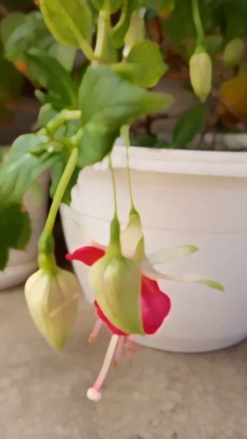 Фуксия Винласт🥰 #fuchsia #veenlust #сортовыефуксии #ампельна?