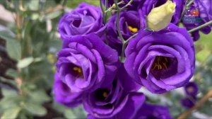 ОБЗОР И СРОКИ ПОСЕВА ВЫСОКОРОСЛЫХ СРЕЗОЧНЫХ ЭУСТОМ