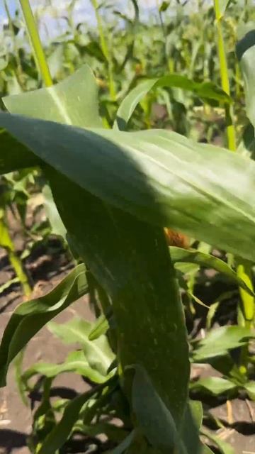 #farming #овощи #арбуз #помидоры #кукуруза