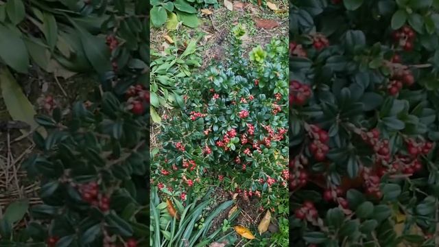 Садовая брусника #дача #сад #огород #брусникавсаду #пол смотреть онлайн