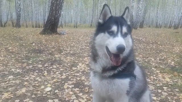 Иделия/ Иджин,- последние тёплые дни...🐺🐺#huskyidel #сибирскийхаски #челябинск смотреть онлайн