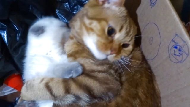 Кот с кошкой в коробке / Смешные питомцы.