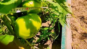 Томаты Гигант Новикова.Огромные помидоры. Красавцы. П?