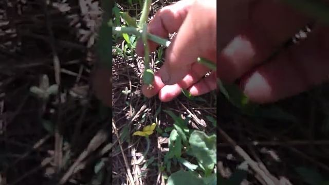 Формирование дынь ,арбузов и помидор смотреть онлайн