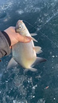 Здоровенный лещ пойман на мормышку! #лещ #рыбалка #fishing