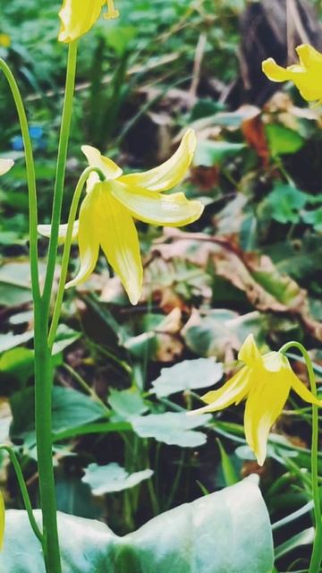 Аптекарский огород 🤗🌷