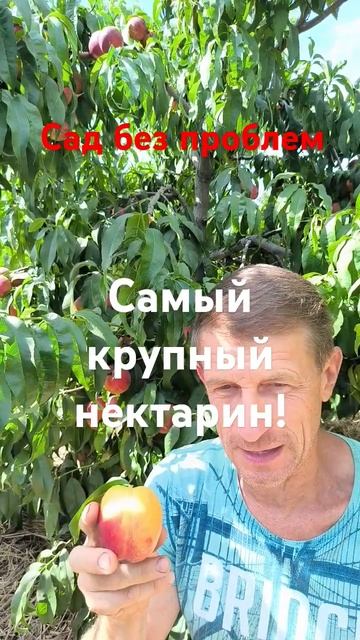 Обзор нектарина Свит Леди!