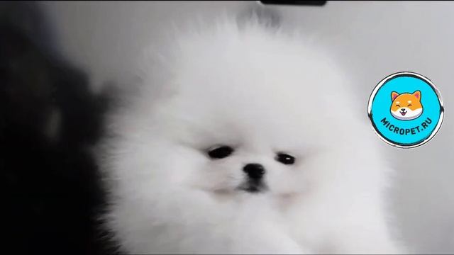 Померанский шпиц из Кореи смотреть онлайн