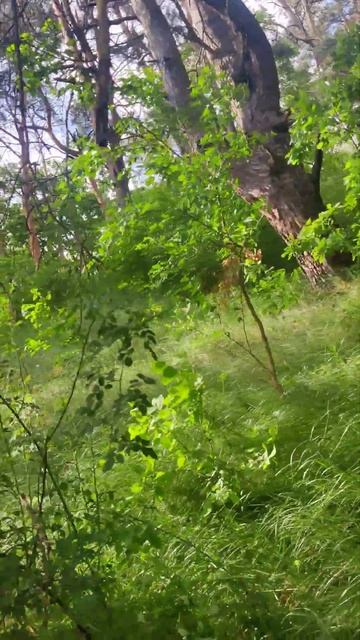 #Прогулка 👣 летняя и зелёная 🌿 #природа Киевской обл?