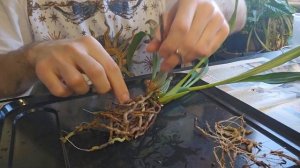 Орхидея Зигопеталум (Zygopetalum), как правильно пересадить