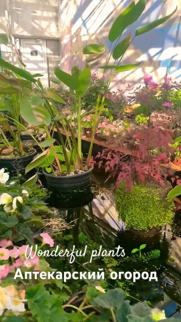 Аптекарский огород / wonderful plants 🌱 #tourguide #walkingtour #plants #green