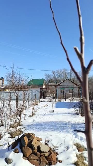 Обрезка верхушки у молодых плодовых деревьев. смотреть онлайн