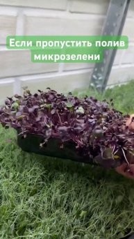Пропустили полив микрозелени #микрозелень