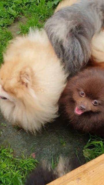 Дождик..дождик...а гулять надо в любую погоду. #померанец #шпиц #померанскийщпиц #москва #питер смотреть онлайн