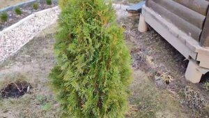 Весенняя обрезка и чистка  туй после зимы