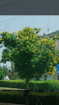 цветение ПРОДОЛЖАЕТСЯ (теперь везде жёлтые), פריחה 🌞