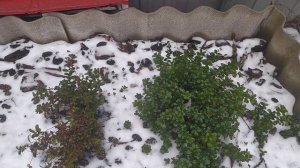 Выращивание лесной черники в огороде. Беларусь
