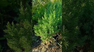 Что лучше туя или можжевельник ?